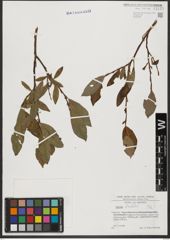 Foto von Salix hastata L.